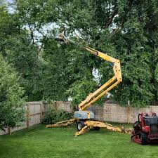 Professional  Tree Services in Montana City, MT